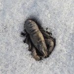 Frozen Crayfish